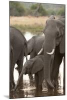 African Elephant (Loxodonta Africana), Okavango Delta, Botswana, Africa-Sergio Pitamitz-Mounted Photographic Print