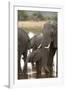 African Elephant (Loxodonta Africana), Okavango Delta, Botswana, Africa-Sergio Pitamitz-Framed Photographic Print