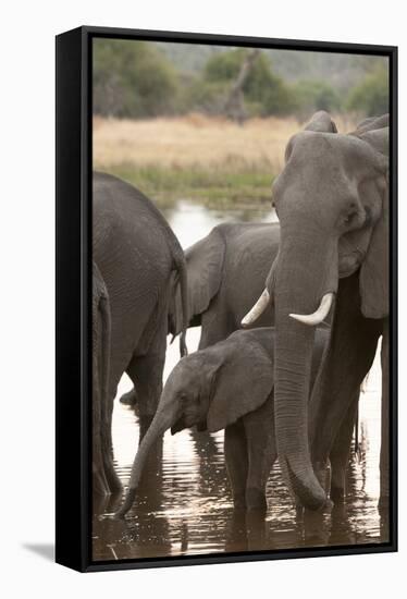 African Elephant (Loxodonta Africana), Okavango Delta, Botswana, Africa-Sergio Pitamitz-Framed Stretched Canvas