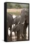 African Elephant (Loxodonta Africana), Okavango Delta, Botswana, Africa-Sergio Pitamitz-Framed Stretched Canvas