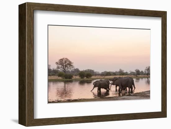 African Elephant (Loxodonta Africana), Okavango Delta, Botswana, Africa-Sergio Pitamitz-Framed Photographic Print