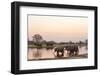 African Elephant (Loxodonta Africana), Okavango Delta, Botswana, Africa-Sergio Pitamitz-Framed Photographic Print