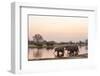 African Elephant (Loxodonta Africana), Okavango Delta, Botswana, Africa-Sergio Pitamitz-Framed Photographic Print