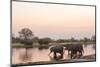 African Elephant (Loxodonta Africana), Okavango Delta, Botswana, Africa-Sergio Pitamitz-Mounted Photographic Print