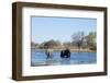 African Elephant (Loxodonta Africana), Okavango Delta, Botswana, Africa-Sergio Pitamitz-Framed Photographic Print