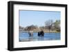 African Elephant (Loxodonta Africana), Okavango Delta, Botswana, Africa-Sergio Pitamitz-Framed Photographic Print