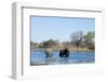 African Elephant (Loxodonta Africana), Okavango Delta, Botswana, Africa-Sergio Pitamitz-Framed Photographic Print