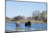 African Elephant (Loxodonta Africana), Okavango Delta, Botswana, Africa-Sergio Pitamitz-Mounted Photographic Print