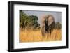 African elephant (Loxodonta africana), Okavango Delta, Botswana, Africa-Sergio Pitamitz-Framed Photographic Print