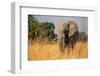 African elephant (Loxodonta africana), Okavango Delta, Botswana, Africa-Sergio Pitamitz-Framed Photographic Print