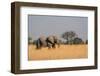 African elephant (Loxodonta africana), Okavango Delta, Botswana, Africa-Sergio Pitamitz-Framed Photographic Print