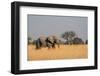 African elephant (Loxodonta africana), Okavango Delta, Botswana, Africa-Sergio Pitamitz-Framed Photographic Print