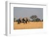 African elephant (Loxodonta africana), Okavango Delta, Botswana, Africa-Sergio Pitamitz-Framed Photographic Print