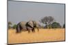 African elephant (Loxodonta africana), Okavango Delta, Botswana, Africa-Sergio Pitamitz-Mounted Photographic Print