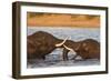 African elephant (Loxodonta africana) playfighting, Chobe River, Botswana, Africa-Ann and Steve Toon-Framed Photographic Print