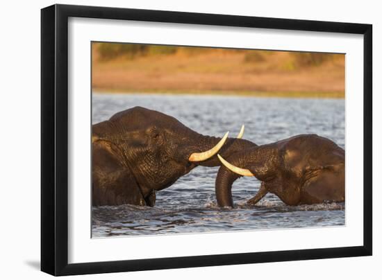 African elephant (Loxodonta africana) playfighting, Chobe River, Botswana, Africa-Ann and Steve Toon-Framed Photographic Print