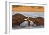 African elephant (Loxodonta africana) playfighting, Chobe River, Botswana, Africa-Ann and Steve Toon-Framed Photographic Print