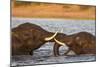 African elephant (Loxodonta africana) playfighting, Chobe River, Botswana, Africa-Ann and Steve Toon-Mounted Photographic Print