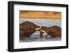 African elephant (Loxodonta africana) playfighting, Chobe River, Botswana, Africa-Ann and Steve Toon-Framed Photographic Print