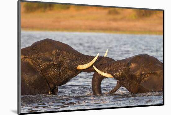 African elephant (Loxodonta africana) playfighting, Chobe River, Botswana, Africa-Ann and Steve Toon-Mounted Photographic Print