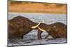 African elephant (Loxodonta africana) playfighting, Chobe River, Botswana, Africa-Ann and Steve Toon-Mounted Photographic Print