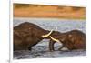 African elephant (Loxodonta africana) playfighting, Chobe River, Botswana, Africa-Ann and Steve Toon-Framed Photographic Print