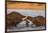 African elephant (Loxodonta africana) playfighting, Chobe River, Botswana, Africa-Ann and Steve Toon-Framed Photographic Print