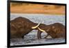 African elephant (Loxodonta africana) playfighting, Chobe River, Botswana, Africa-Ann and Steve Toon-Framed Photographic Print