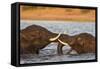 African elephant (Loxodonta africana) playfighting, Chobe River, Botswana, Africa-Ann and Steve Toon-Framed Stretched Canvas