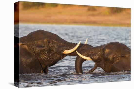 African elephant (Loxodonta africana) playfighting, Chobe River, Botswana, Africa-Ann and Steve Toon-Stretched Canvas