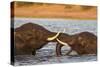 African elephant (Loxodonta africana) playfighting, Chobe River, Botswana, Africa-Ann and Steve Toon-Stretched Canvas