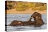 African elephant (Loxodonta africana) playing in river, Chobe River, Botswana, Africa-Ann and Steve Toon-Stretched Canvas