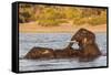 African elephant (Loxodonta africana) playing in river, Chobe River, Botswana, Africa-Ann and Steve Toon-Framed Stretched Canvas