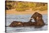 African elephant (Loxodonta africana) playing in river, Chobe River, Botswana, Africa-Ann and Steve Toon-Stretched Canvas