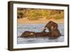 African elephant (Loxodonta africana) playing in river, Chobe River, Botswana, Africa-Ann and Steve Toon-Framed Photographic Print