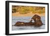 African elephant (Loxodonta africana) playing in river, Chobe River, Botswana, Africa-Ann and Steve Toon-Framed Photographic Print