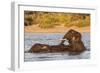 African elephant (Loxodonta africana) playing in river, Chobe River, Botswana, Africa-Ann and Steve Toon-Framed Photographic Print