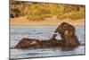 African elephant (Loxodonta africana) playing in river, Chobe River, Botswana, Africa-Ann and Steve Toon-Mounted Photographic Print