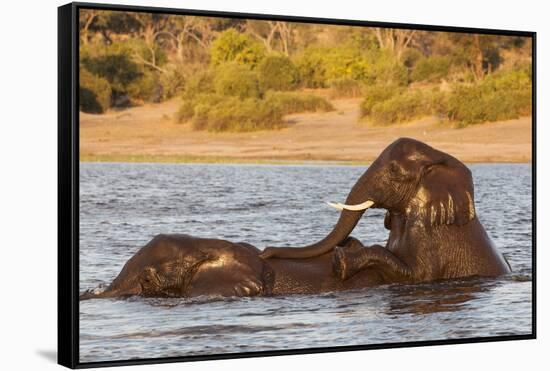 African elephant (Loxodonta africana) playing in river, Chobe River, Botswana, Africa-Ann and Steve Toon-Framed Stretched Canvas