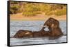 African elephant (Loxodonta africana) playing in river, Chobe River, Botswana, Africa-Ann and Steve Toon-Framed Stretched Canvas