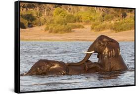 African elephant (Loxodonta africana) playing in river, Chobe River, Botswana, Africa-Ann and Steve Toon-Framed Stretched Canvas