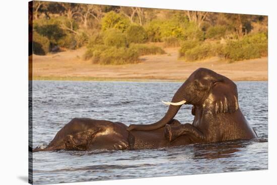 African elephant (Loxodonta africana) playing in river, Chobe River, Botswana, Africa-Ann and Steve Toon-Stretched Canvas