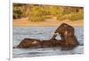 African elephant (Loxodonta africana) playing in river, Chobe River, Botswana, Africa-Ann and Steve Toon-Framed Photographic Print