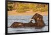 African elephant (Loxodonta africana) playing in river, Chobe River, Botswana, Africa-Ann and Steve Toon-Framed Photographic Print