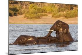 African elephant (Loxodonta africana) playing in river, Chobe River, Botswana, Africa-Ann and Steve Toon-Mounted Photographic Print