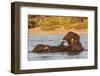 African elephant (Loxodonta africana) playing in river, Chobe River, Botswana, Africa-Ann and Steve Toon-Framed Photographic Print