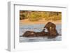 African elephant (Loxodonta africana) playing in river, Chobe River, Botswana, Africa-Ann and Steve Toon-Framed Photographic Print