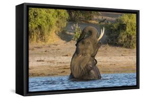 African elephant (Loxodonta africana) playing in river, Chobe River, Botswana, Africa-Ann and Steve Toon-Framed Stretched Canvas