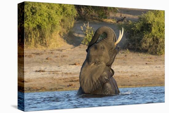 African elephant (Loxodonta africana) playing in river, Chobe River, Botswana, Africa-Ann and Steve Toon-Stretched Canvas