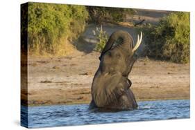 African elephant (Loxodonta africana) playing in river, Chobe River, Botswana, Africa-Ann and Steve Toon-Stretched Canvas